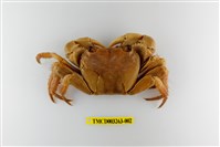 藏品(格雷陸方蟹)的圖片